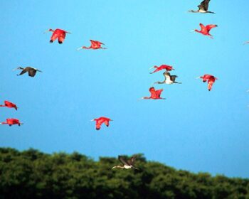 Revoada dos Guarás no Delta do Parnaíba