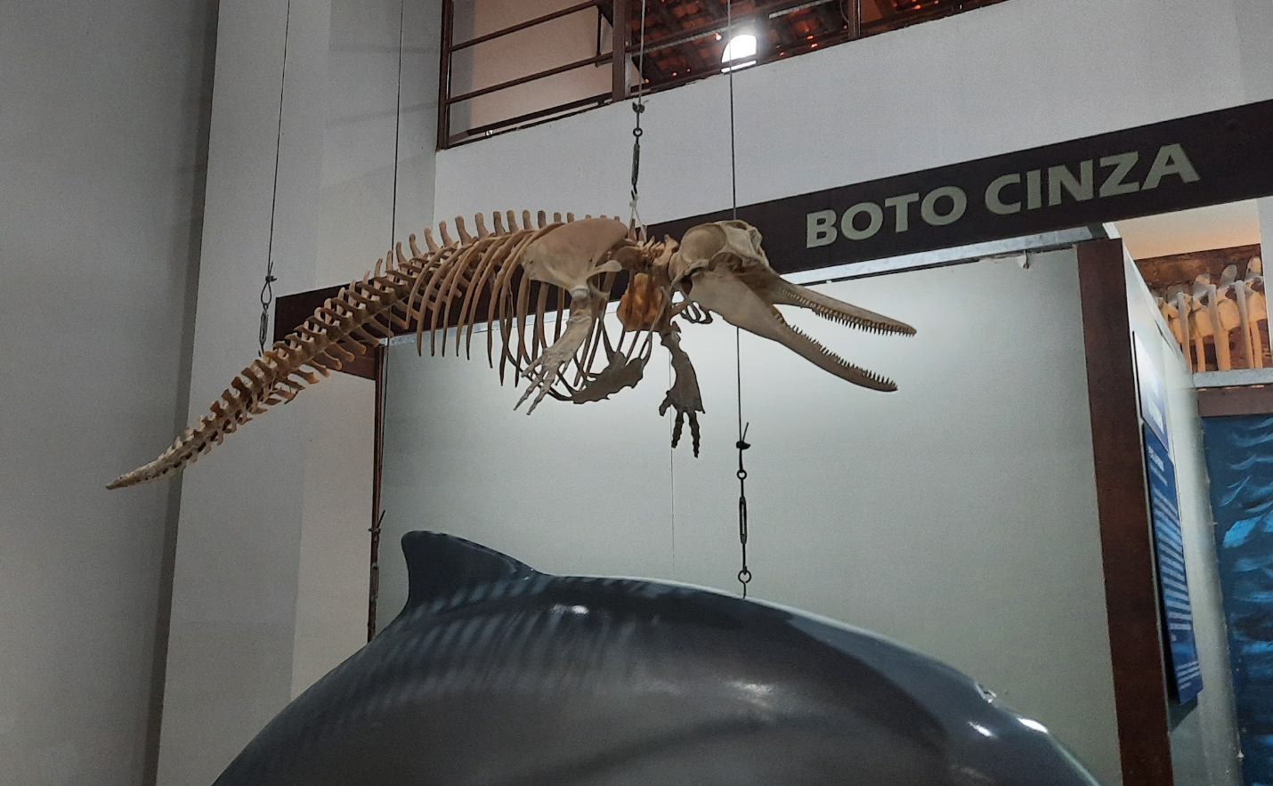 Esqueleto de boto cinza, símbolo do Delta, exposto no Museu do Mar, Porto das Barcas