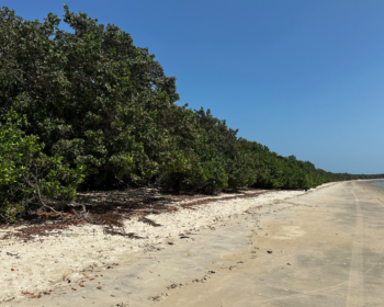 Cajueiro Rei em Barra Grande: O maior do mundo