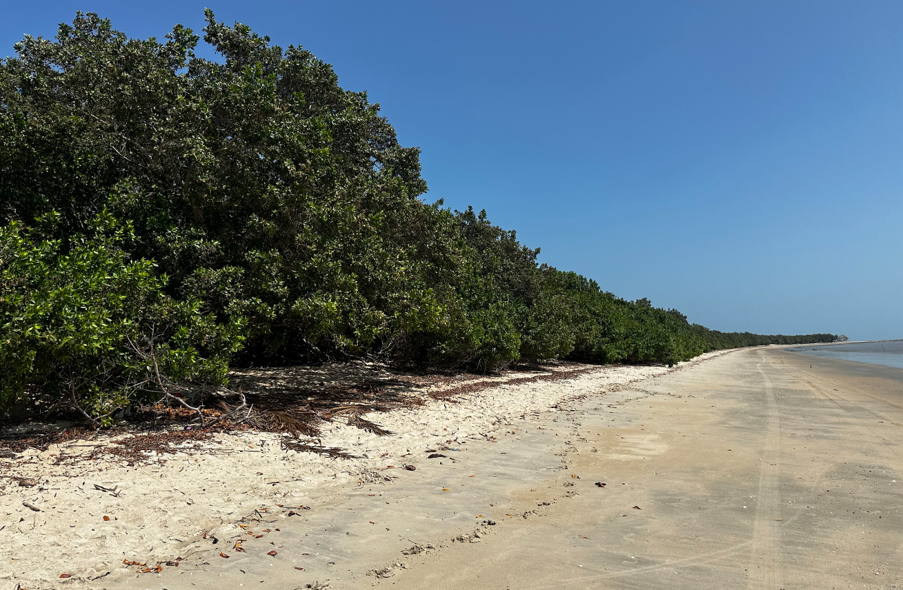 Cajueiro Rei em Barra Grande: O maior do mundo