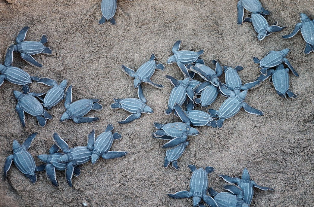 Filhotes de tartaruga nas areias da praia