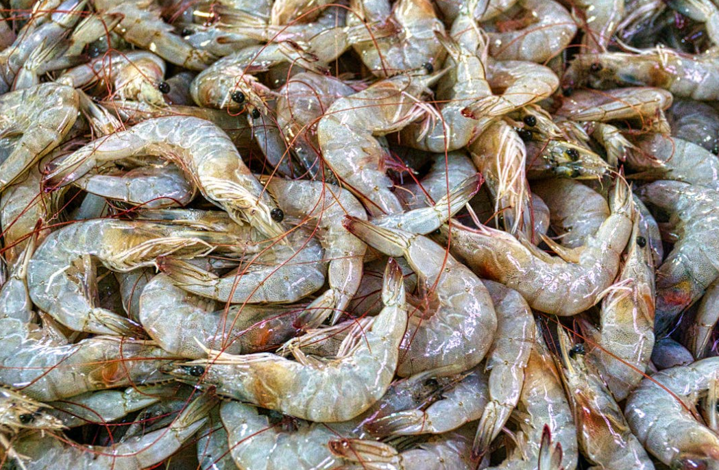 Camarões frescos