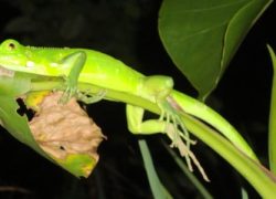 Passeio Delta Safari Noturno