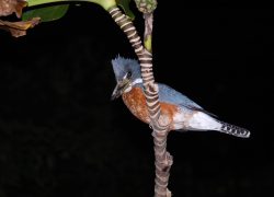 Megaceryle torquata